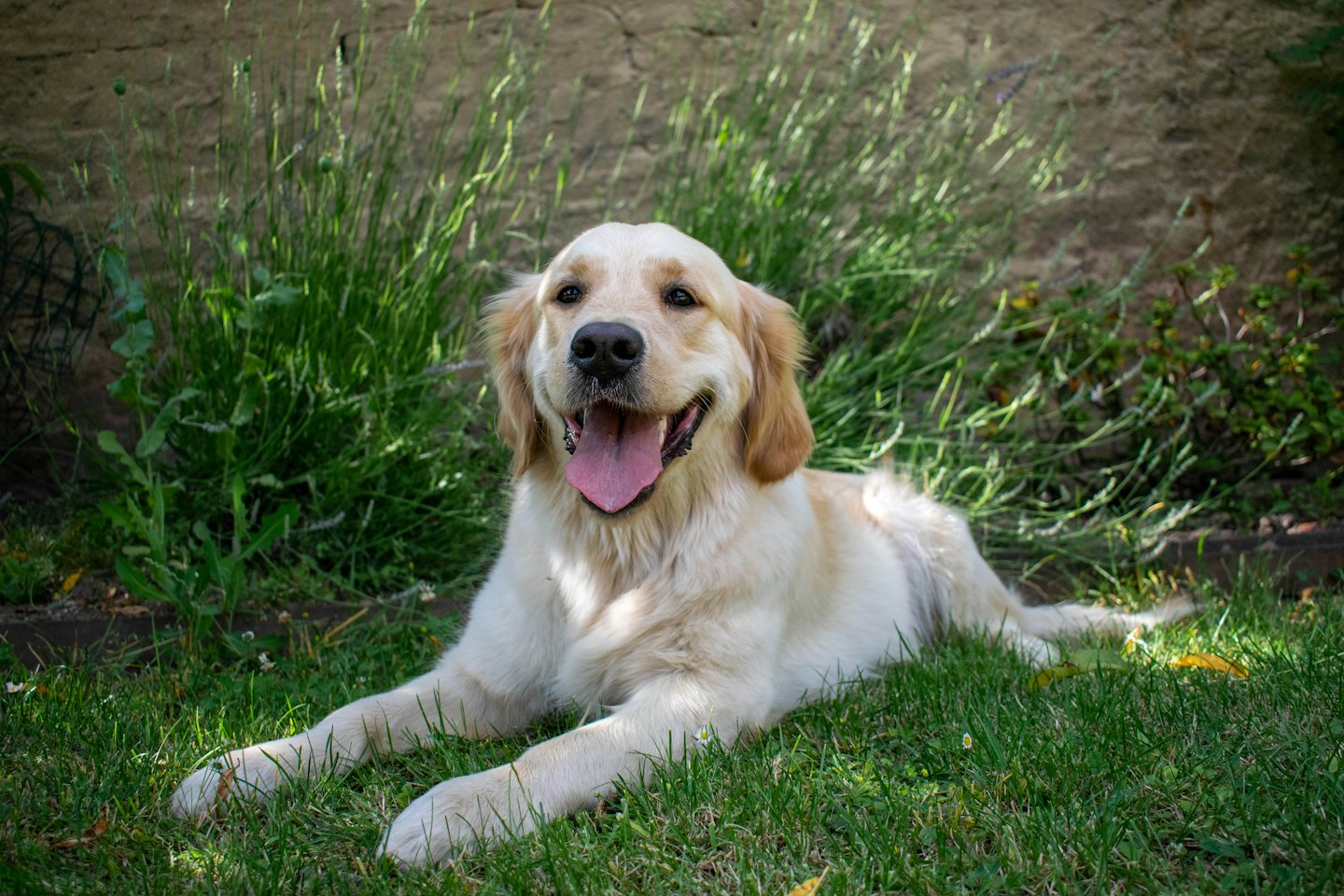 Golden Retriever Welpe lächelt auf grünem Gras.