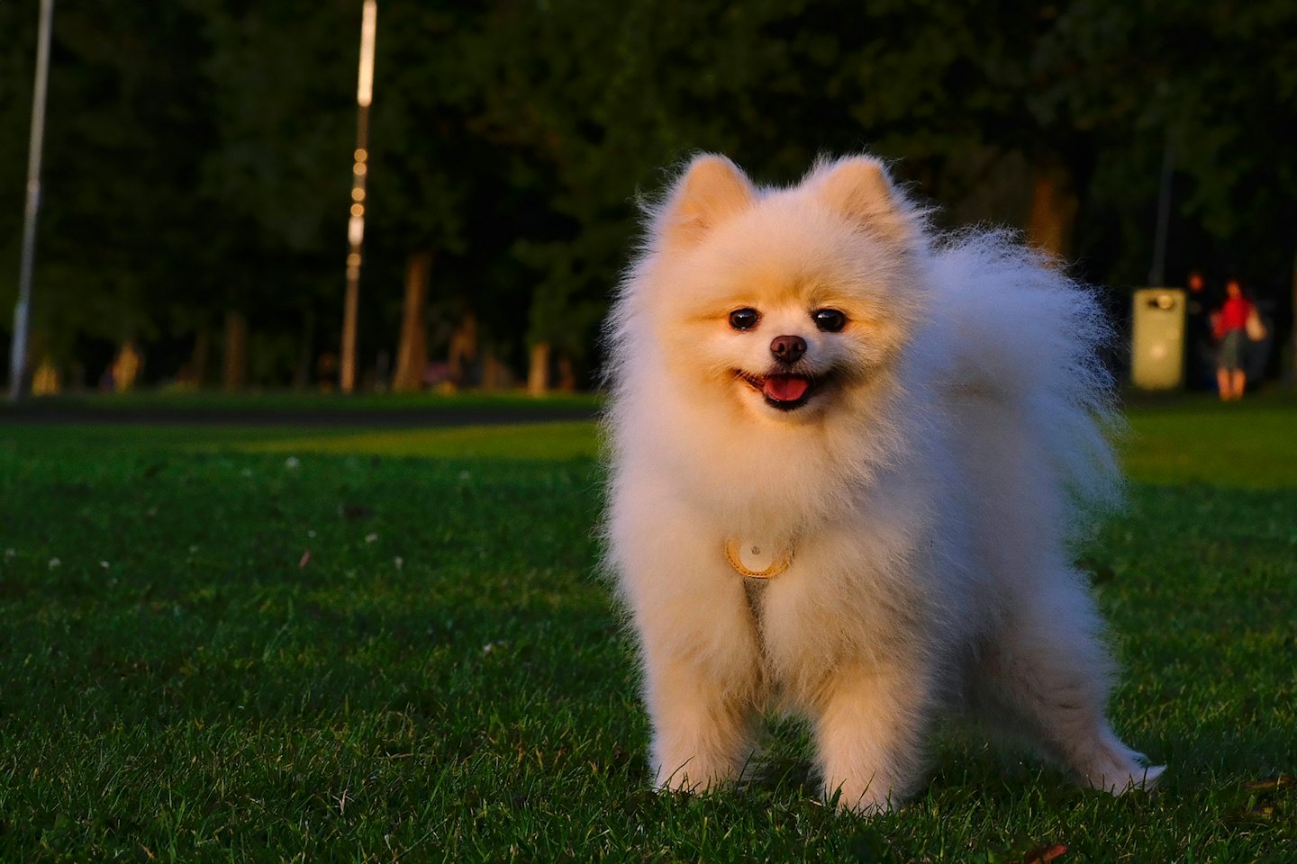 Ein flauschiger Pomeranian-Hund lächelt im Sonnenuntergang auf grünem Gras.