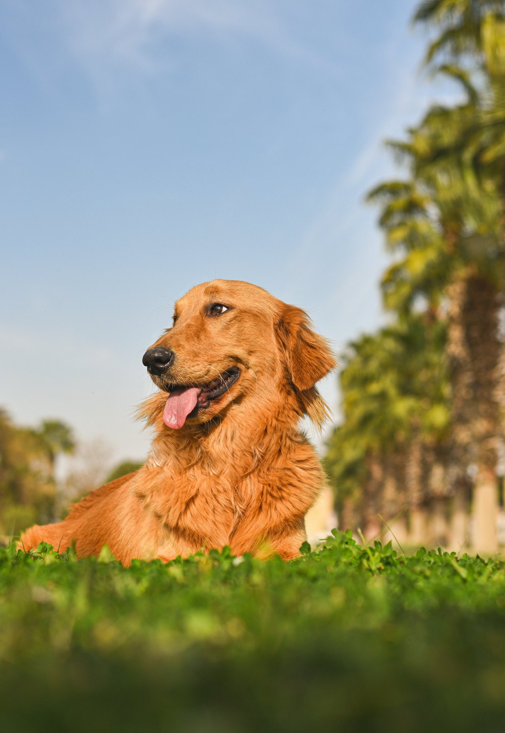 Golden Retriever liegt auf grünem Gras und schaut nach links.