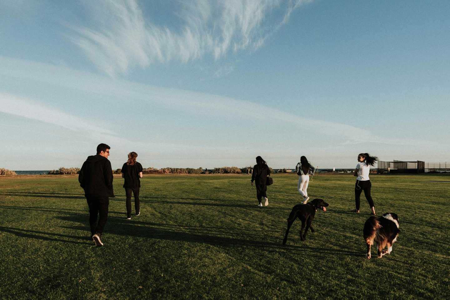 Menschen und Hunde spazieren über ein sonnenbeschienenes grünes Feld.
